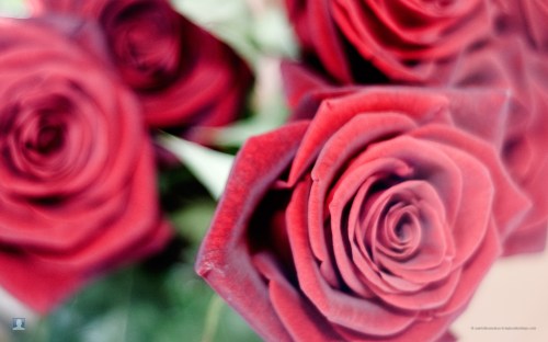 valentines_roses