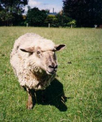 Hi Sheep.
