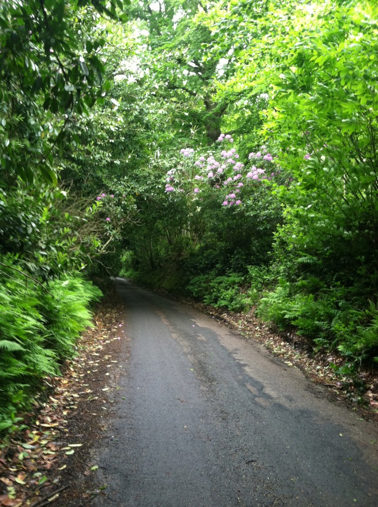 covered trail