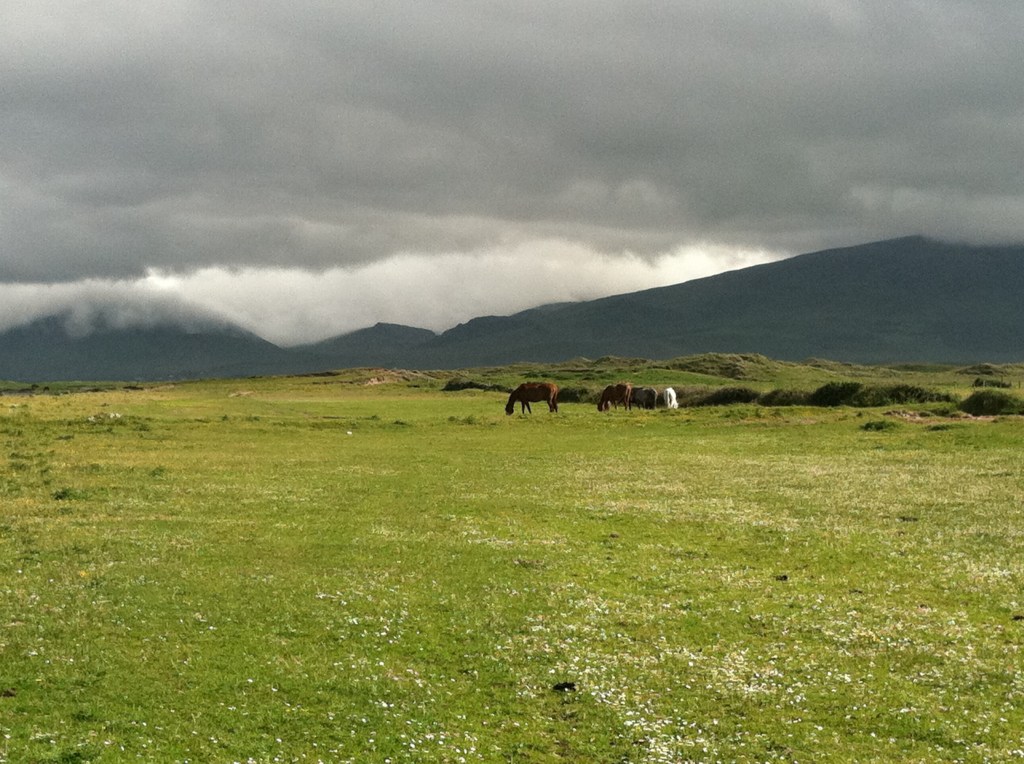 Wild horses
