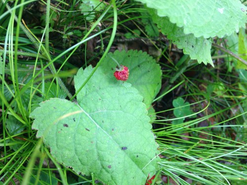 Erdbeeren! We found them on the hike.