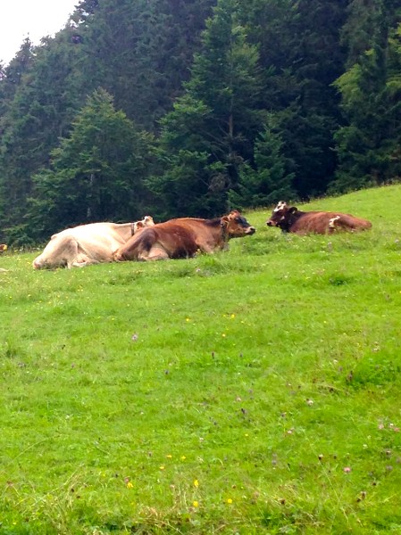 From whence the milk and cheese originates