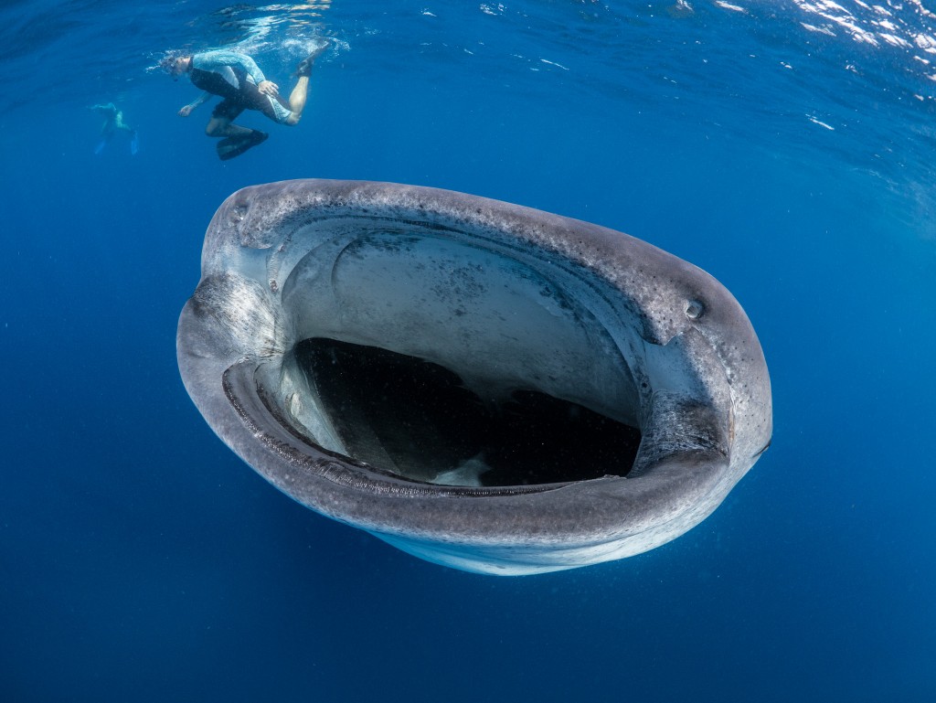 HI