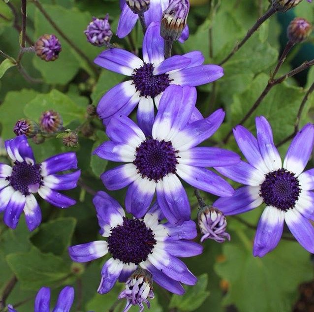 My Purple Flower&nbsp;Moment
