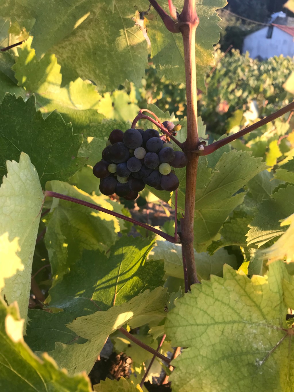 A Visit to an Ikarian&nbsp;Vineyard
